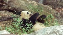 Panda Tian Tian (添添) Eating Bamboo Breakfast - 2