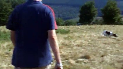 TAN CLUB DE L’ÉPAGNEUL FRANÇAIS Ines à Mr Pistre 0150