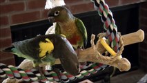 Olive and Jacque -- Meyers Parrot and Green Cheek Conure