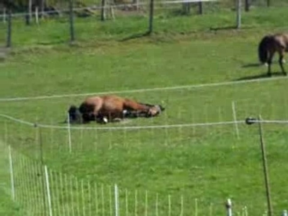 chevaux au parc