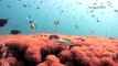 Weird sea cucumbers & busy reefs off Racha Island | Wild Oceans