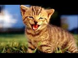Kedi miyavlaması ve yırtıcı kedi sesi - Cat