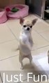 Chihuahua Animal Funny Videos 2015 dog Dance