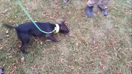 A Mink and 2 Dogs Killing Over 20 Rats in a Chicken Coop