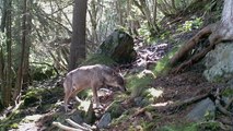 Loups Alpes libres et sauvages 2015