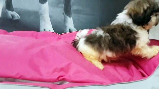 0534.467.69.79 satılık shih Tzu yavruları