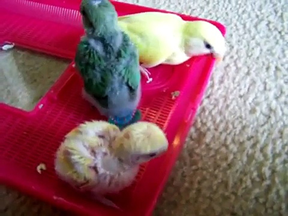 Sunny, Luna, & Star