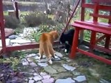 Fighting mad cats