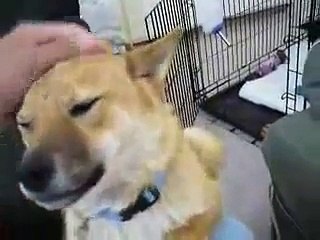 Shiba Inu Awesome Vid