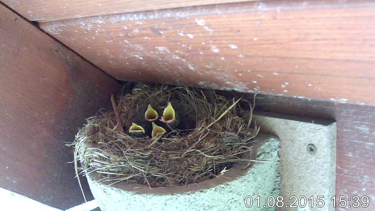 1.8.-14:41/2:28 Hausrotschwanz - Kinderstube 4 Junge