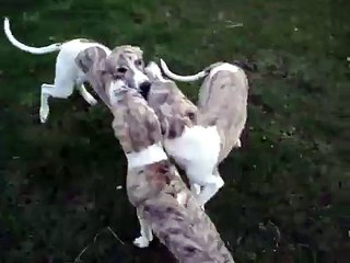 whippet puppies 2