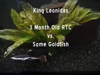 RTC vs. Goldfish