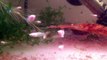 Halfmoon Betta Fry Feeding on Live Brine Shrimp @ 4 Weeks Old