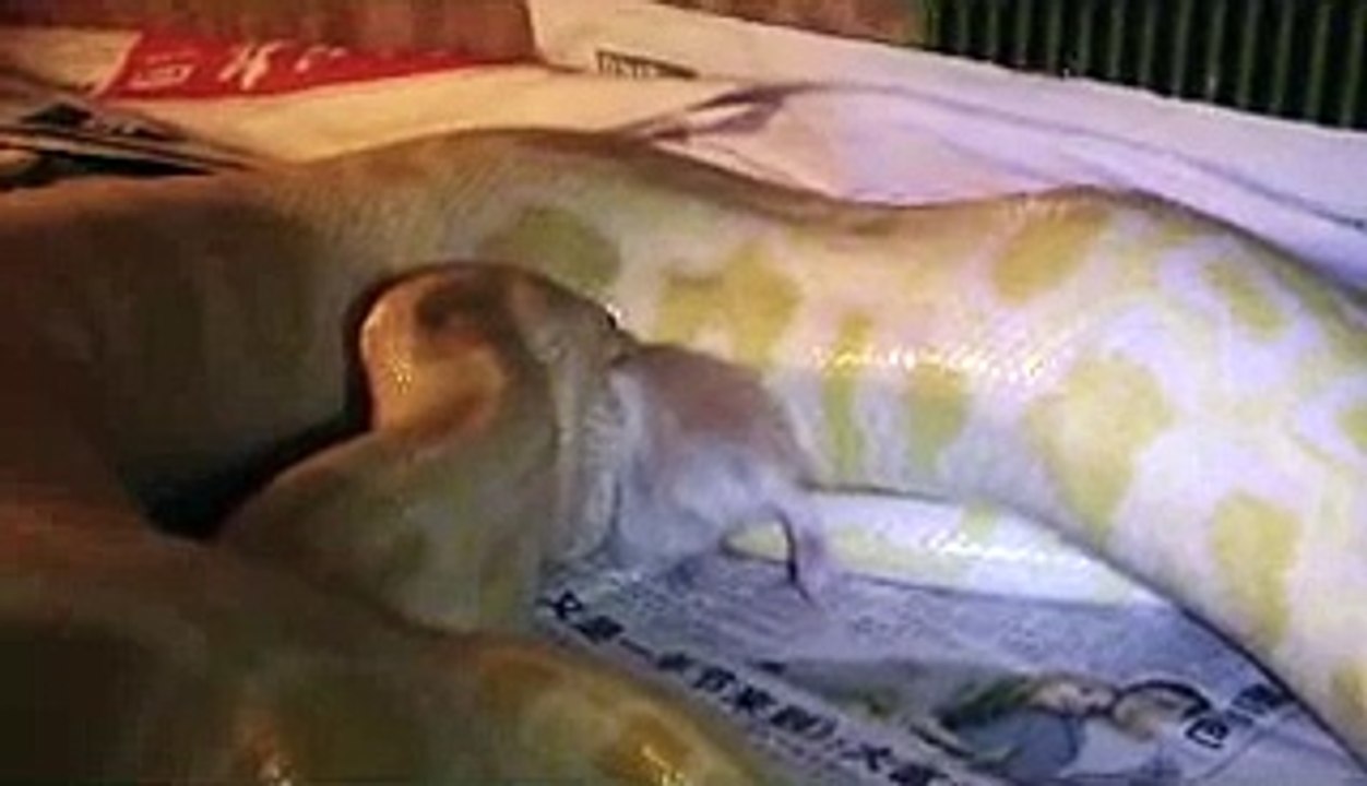 MY Albino Burmese Python EATING hamster