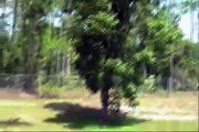 BONSAI EASY NEW METHOD # 30A-MAHOGANY TREE
