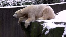 Berlin Zoo - Polar Bear Knut