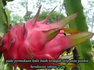 Film Edukasi   Dreaming Buah Naga