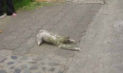 Yolun Karşısına Geçemeyen Tembel Hayvan