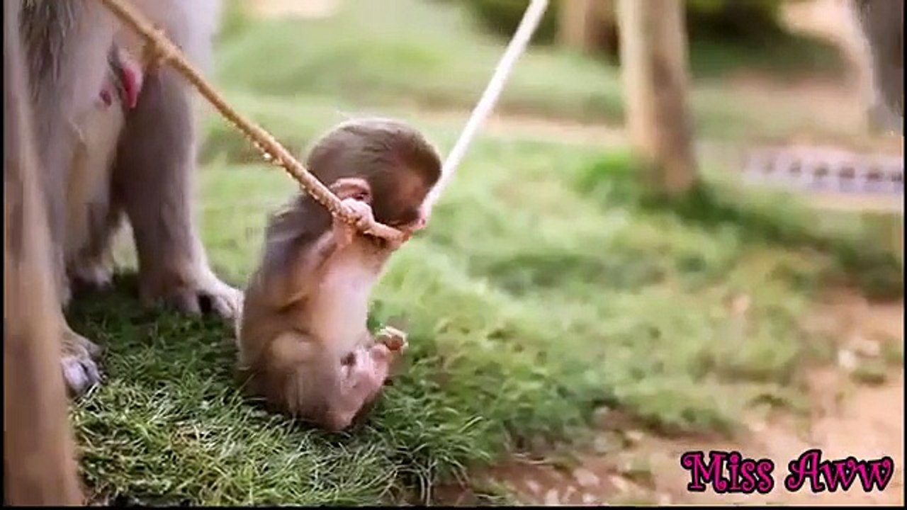 Baby Monkey Playing With Rope - CUTE VIDEO