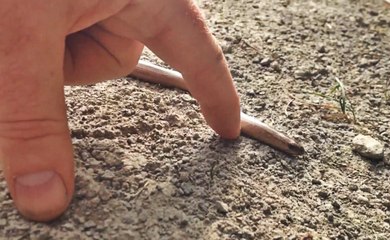 Yılan Görünümlü Kertenkele