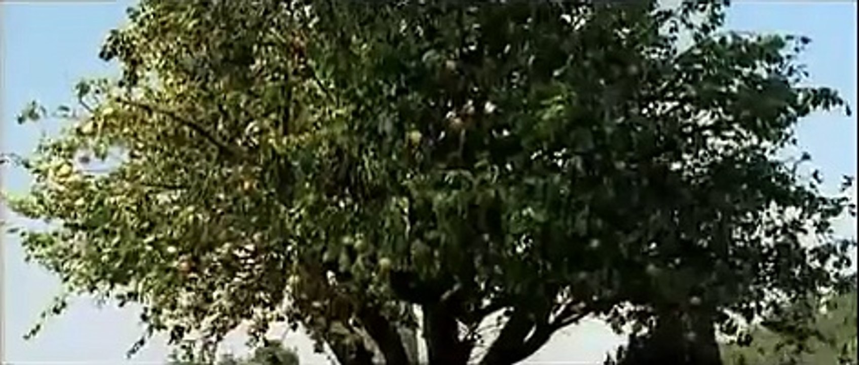 Adams Apples - Trailer