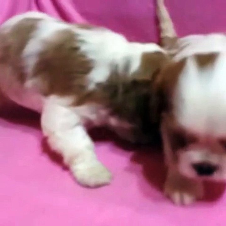 0534.467.69 79 satılık cavalier King Charles yavruları