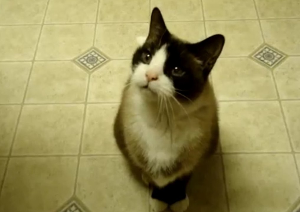 Snowshoe (Karayak) Kedisi