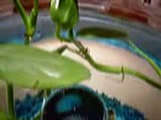 Little Shrimp and Miss Jou dreaming...(R.I.P.)