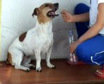 TRAINING DOG Jack Russell Terrier