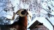 Ziegenbock Peter verursacht eine kleine Lawine!- Tauernschecken sind eine Salzburger Ziegenrasse, HD