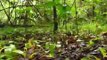 LA TERRE A NU (déforestation en Amazonie ?)