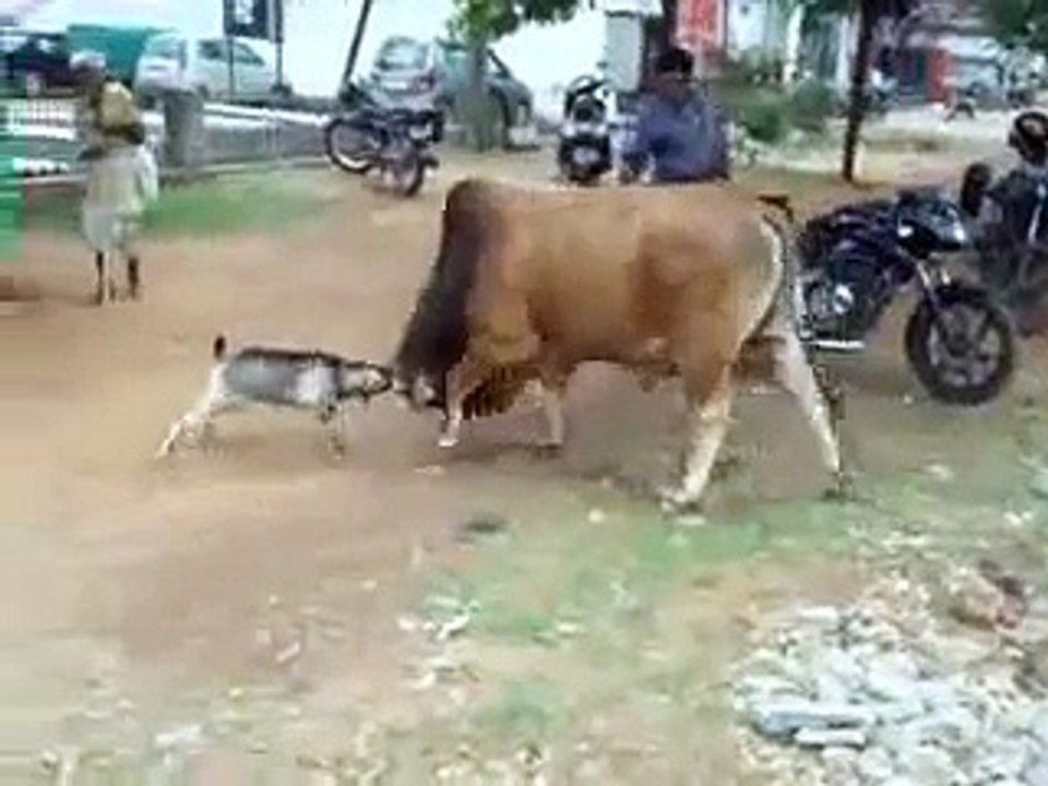 WhatsApp Funny Video