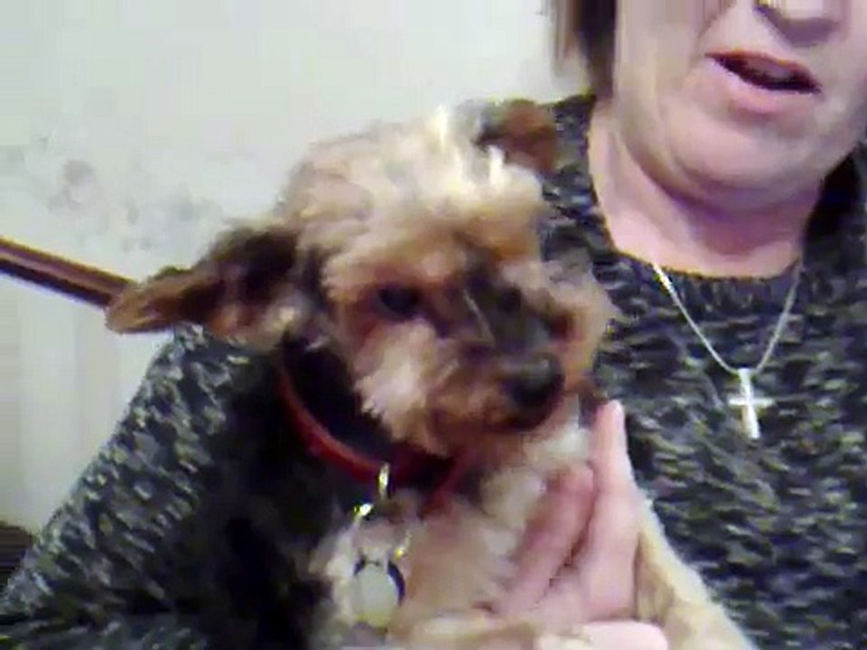 Talking yorkie - growling yorkshire terrier