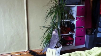 کیا آپ کی مانو ایسی ہے؟