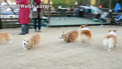 nyan corgi ! speed version / 走り回ってバターになりそうなコーギー Goro@Welsh corgi : nyan cat ex