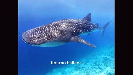 ESPECIES DE TIBURONES