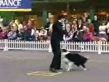 Competição de cães adestrados - SHOW
