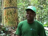 Relancer la recherche agricole et forestière en République Démocratique du Congo