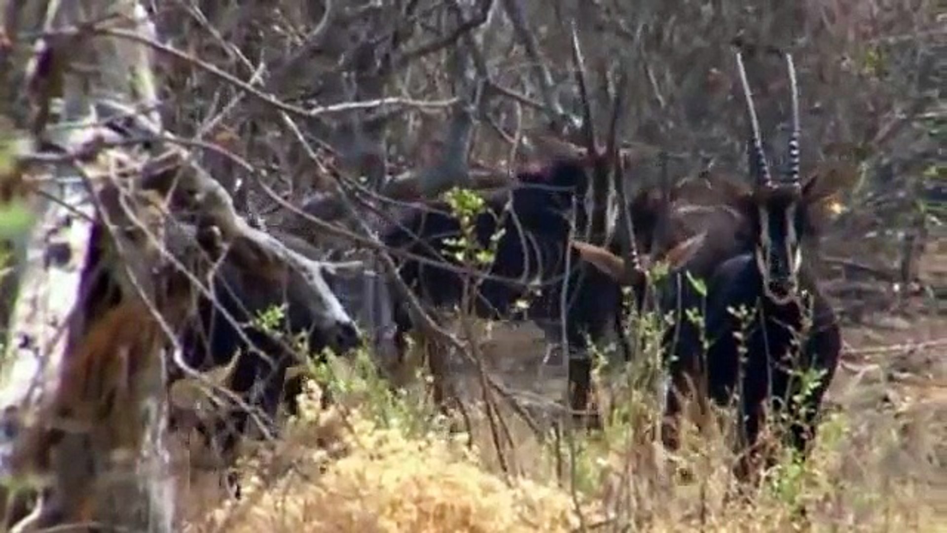 Sable Antelope - A Special Moment