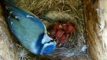 Blue tits in the nest