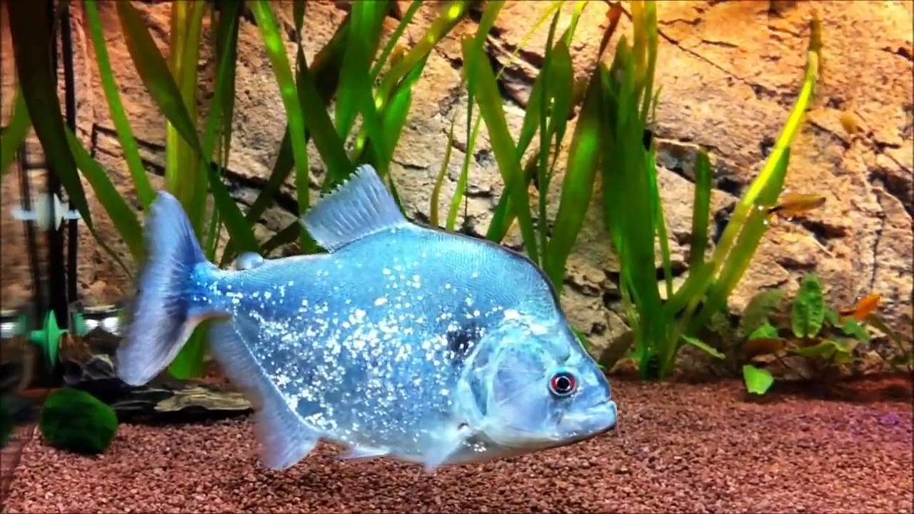 Piranha - Serrasalmus Geryi 24 cm [HD] by ifighi2004