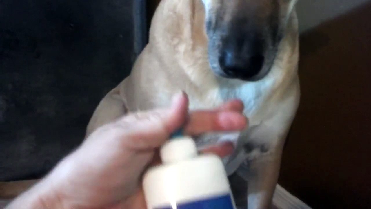 Belgian Malinois dog finds "Treat under Treats" for owner