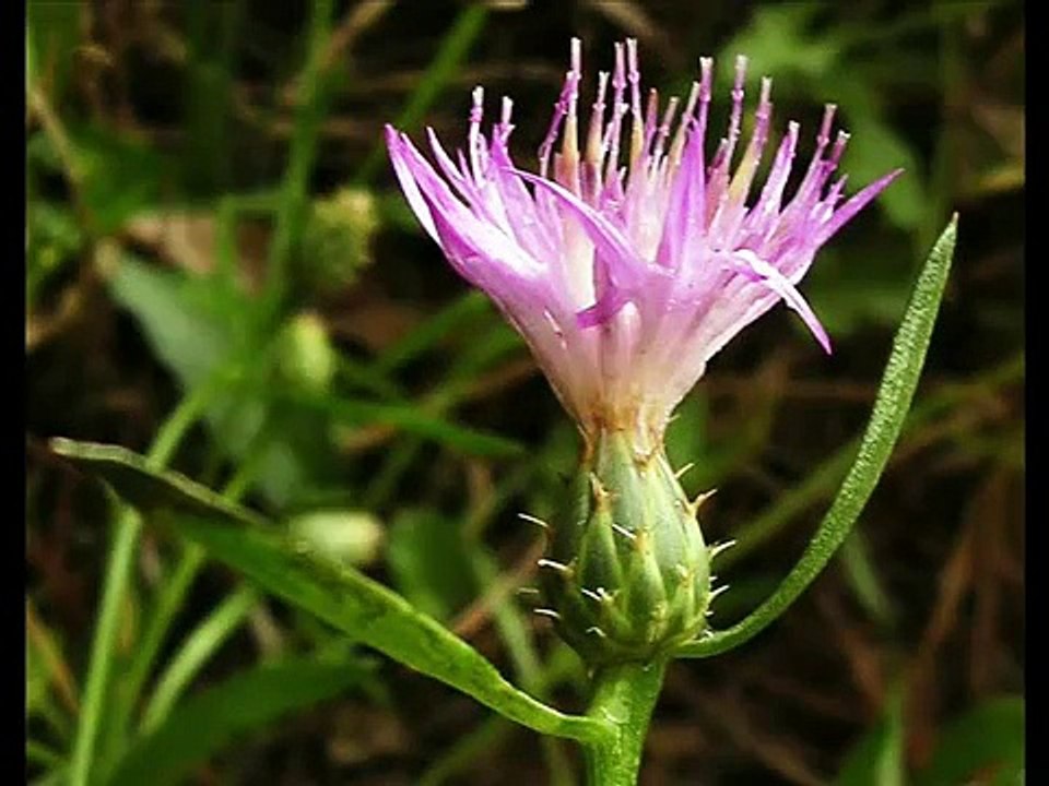 PEQUEÑOS PERO ENCANTADORES DETALLES DE GUADALUPE