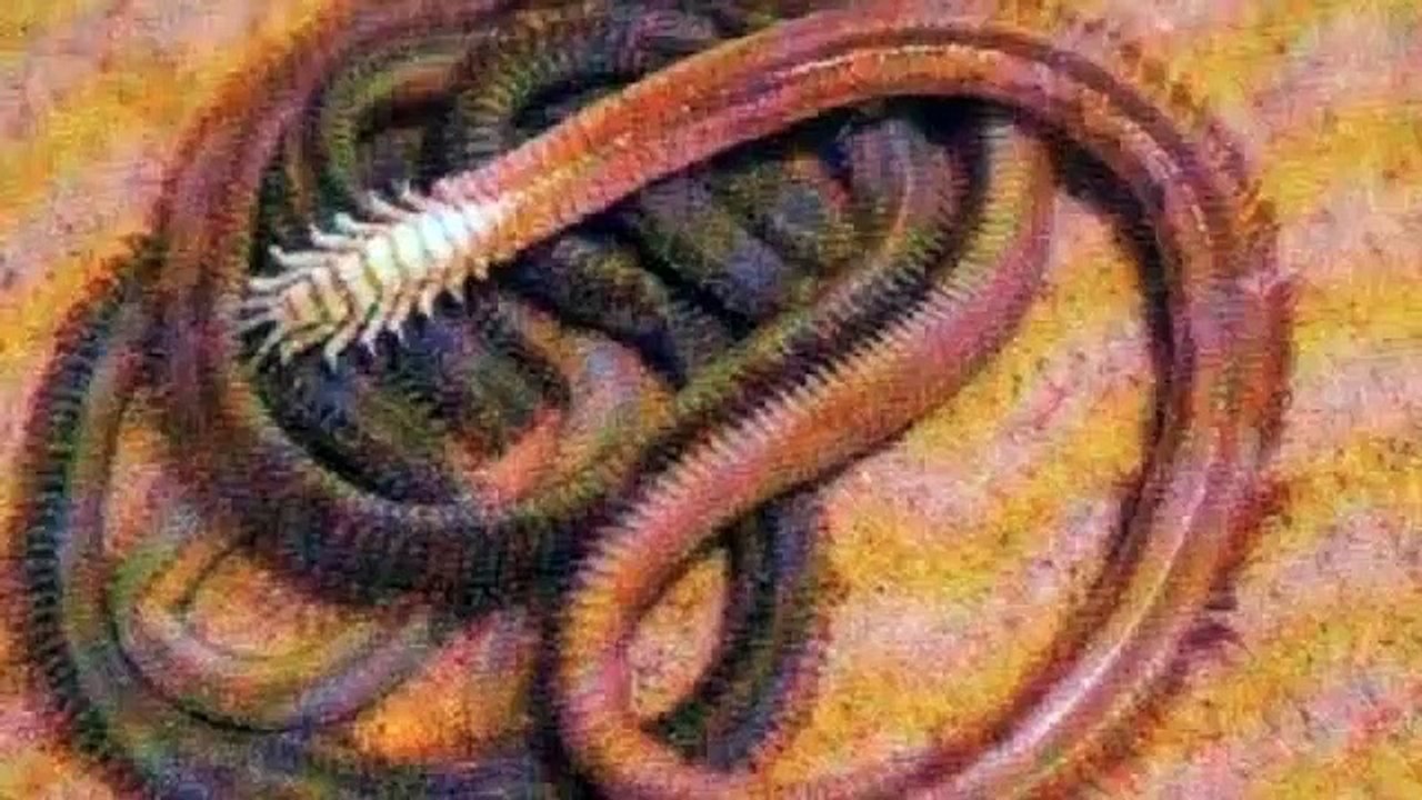 Mongolian Death Worm