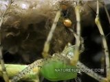 Arañitas salen de nido y mudan de piel (#602)
