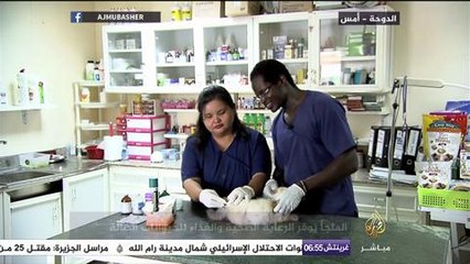 معان إنسانية في ملجأ لإيواء الحيوانات بقطر