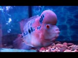 Red Dragon Flower Horn Couple * Cichlids * Luo Han