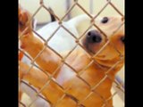 Save The Animals In Shelters (10, 000 Miles)