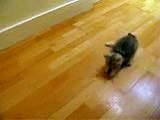 Siberian Kittens Playing