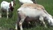 Australian Dorper/Van Rooy sheep and Boer Goats in Pakistan